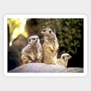 Act Natural Meerkats Sticker